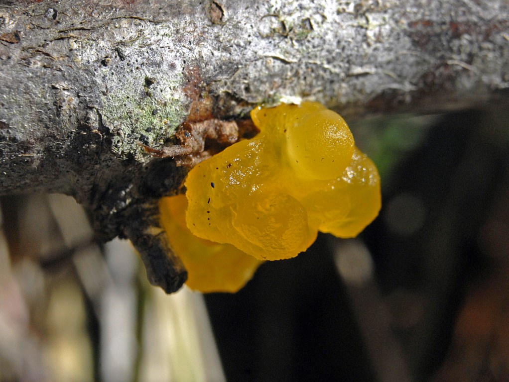 Che siano mixomiceti ...?